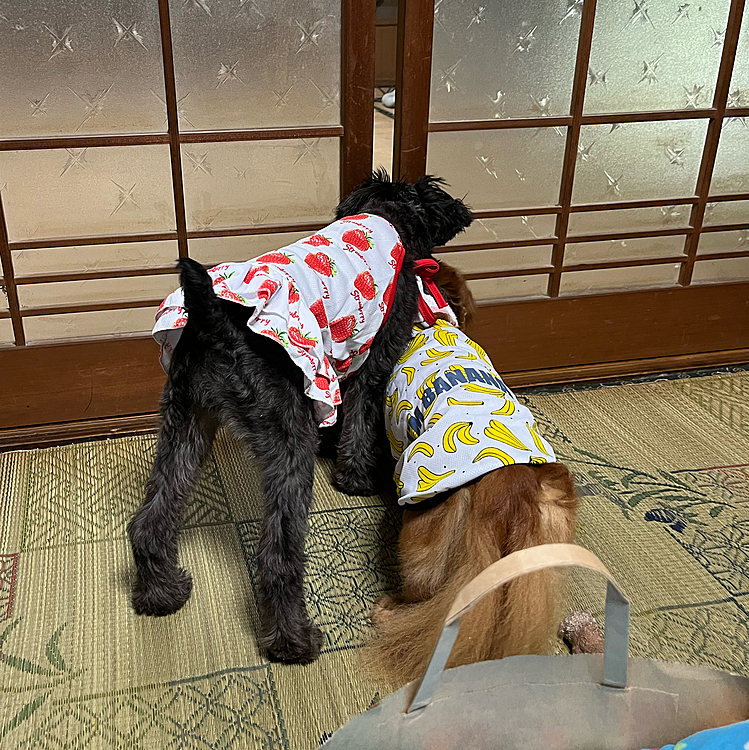 覗きイッヌ🐶