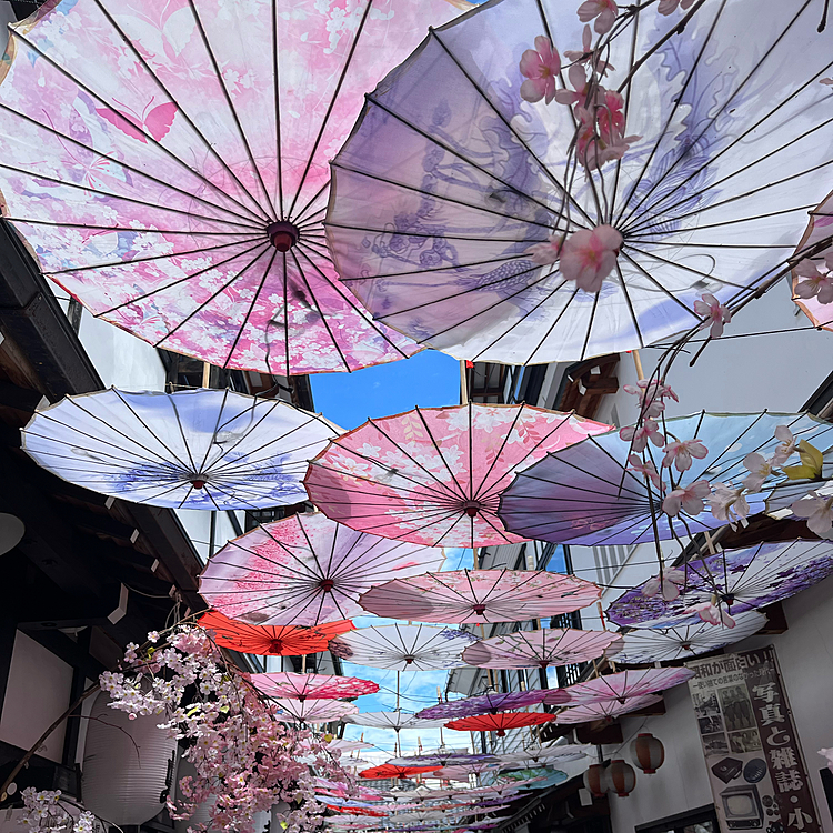 昨日の午前中にパパと2人で散策していたら和傘がきれいに飾ってある場所がありました☺️
