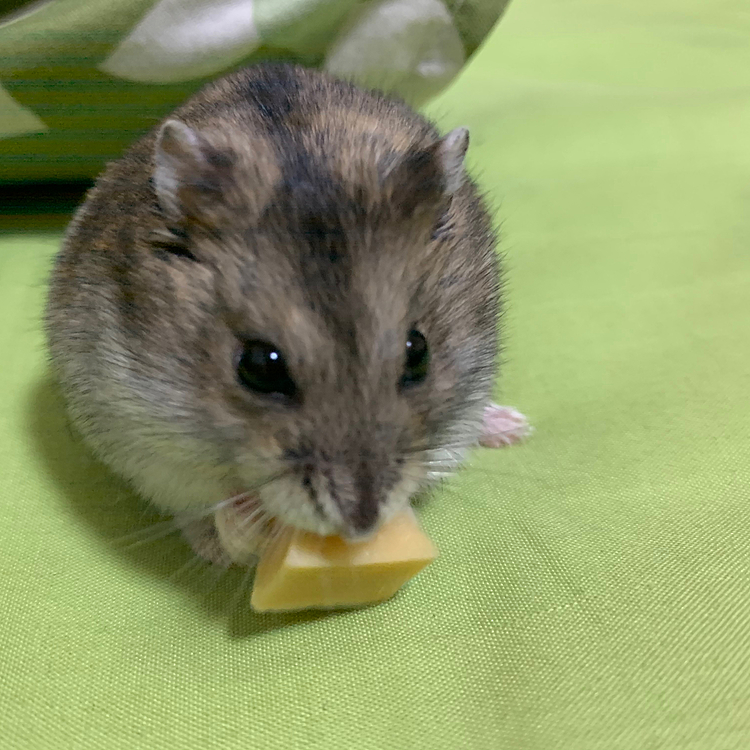 チーズ丸かじり🐹🐹