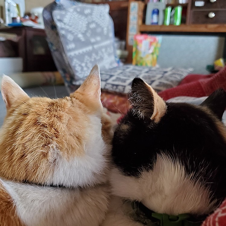 ばあちゃん、迷わないで蓮の池茶屋👼に着いたかにゃ～…😽
会いたいにゃ～😿膝の上に乗りたいにゃ～😿
(主も同じにゃ…😢)
#三十日盆すぎた
#祖母の思い出
#祖母の座椅子
#ねこのいる暮らし
#猫好きさんと繋がりたい 
#ねこ 
#農家のねこ