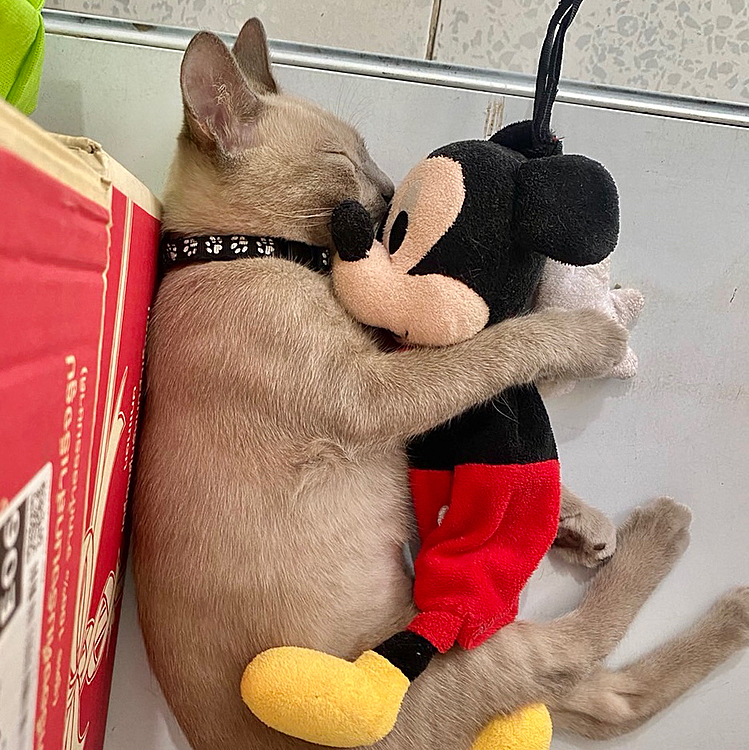 Mickeyが大好き❤です。