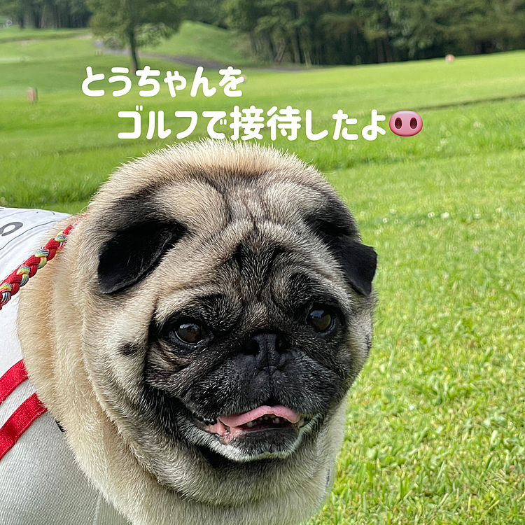 行きの初日は大雨☔️でしたが、今日は予報がいい方に外れて晴れ☀️時々ちょびっと雨☂️
気温25°の高原のゴルフ場、ししまる地方の36°が信じられません💦