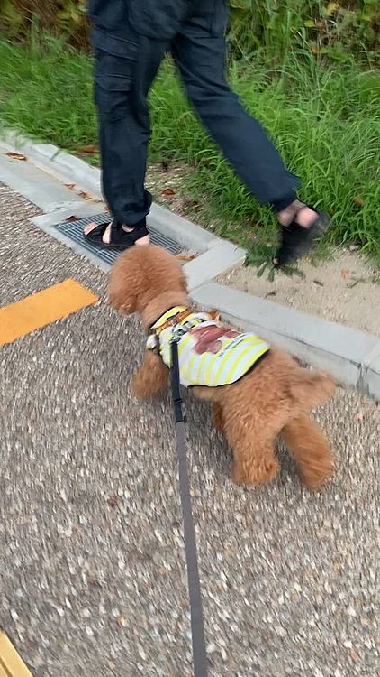 2日(土)
昼間は35度超えの猛暑日🥵
夕散歩🐾音声アリで是非💦
行き18:10蝉の鳴き声がうるさいです。