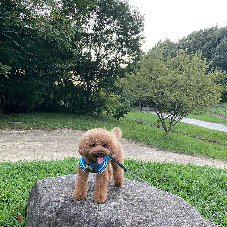 火曜日もご近所散歩🐾