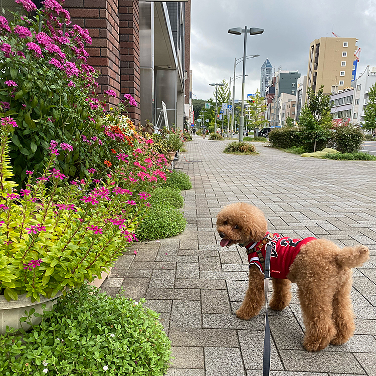 今朝も雨が降る前にご近所散歩🌸