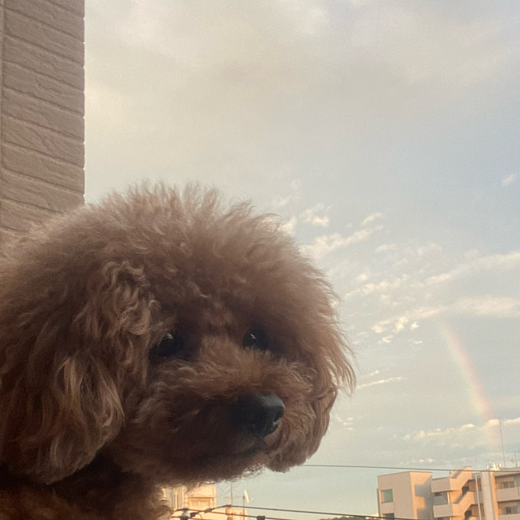 その後土砂降りからの晴れで🌈
今日は28度予報なので久々にクーラー無しで過ごしましたがいつぶりだろう？

また明日は34度と暑くなりそう🥵