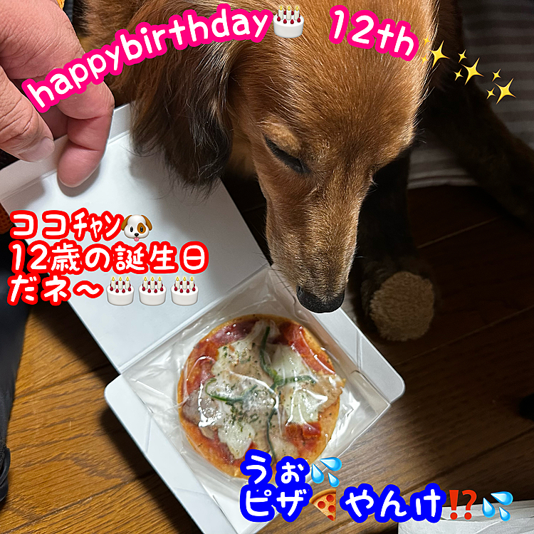 今日はココﾁｬﾝ🐶の12歳の誕生日～🎂🎂🎂
…と言ってもココﾁｬﾝ🐶がウチに来てウチの犬になった記念日という事で💡