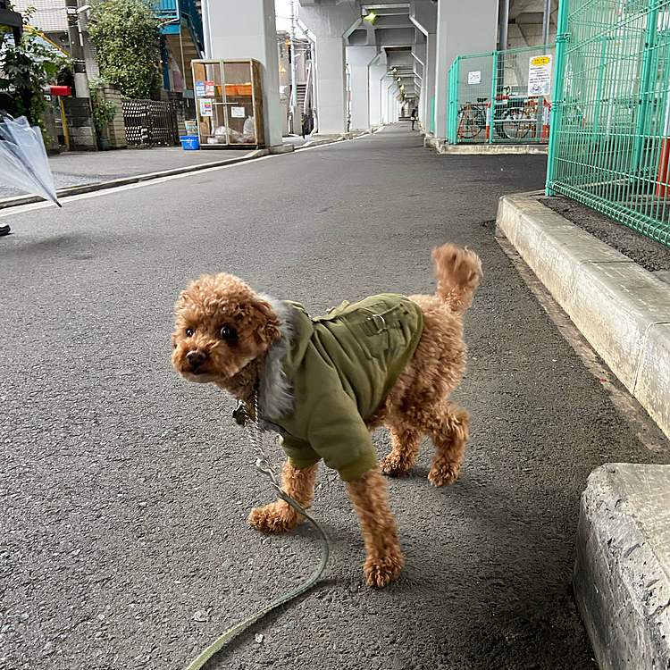 高架下は全く濡れておらず蓬さんも安心して💩出来ました😊