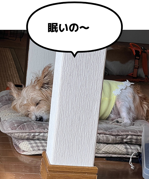 遊び疲れて寝ちゃった😴
しかも、初めてのお友達のお家で🤣