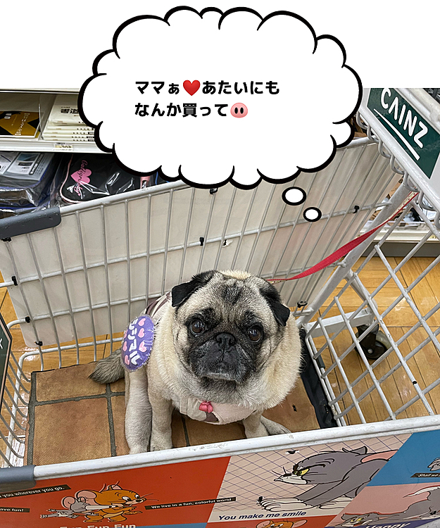 ホームセンターのカート🛒で見事にだらけてます🤣