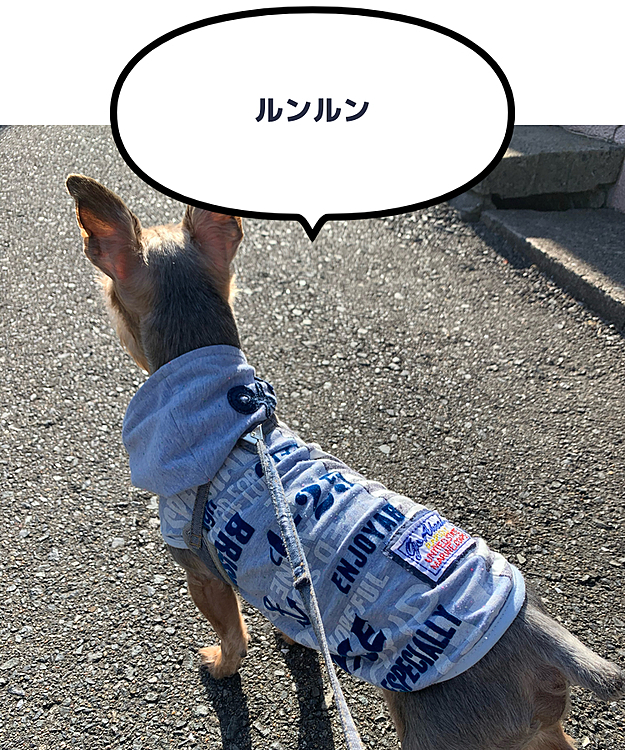 今週は、なかなか雨が続いてお散歩出来なかったので、今日のお散歩張り切って行ってます😃
