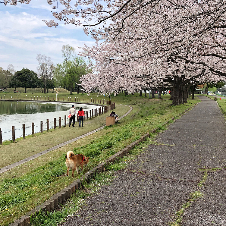昨日はポカポカ花見🌸🐕🌸
