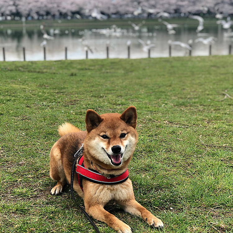 池のカモメが飛んでます ⌒(ё)⌒
