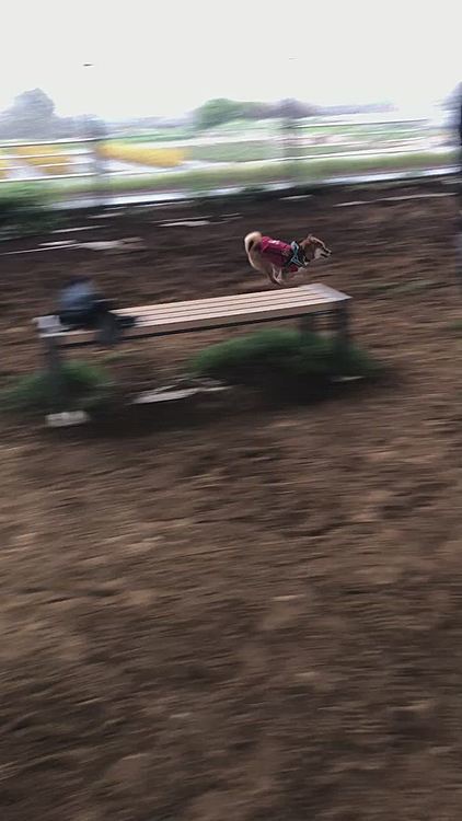 高架下のドッグランへ
ボーダーさんは車追いかける仕事が使命で、レイには興味なしでした😅