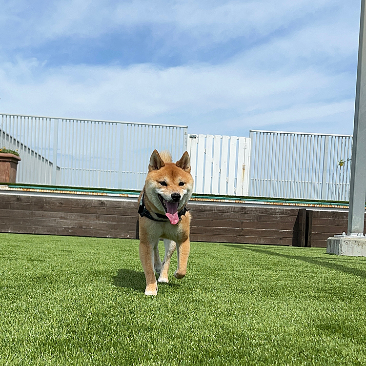 屋上のドッグラン
さわやかな晴れで気持ちよかったです。
でもだ〜れもいなくて貸し切り状態でした😅