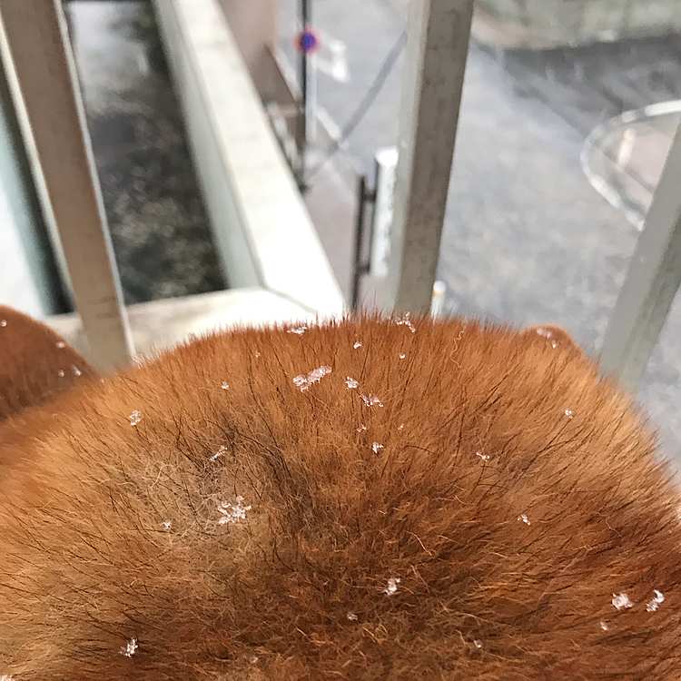 かぁちゃん、散歩連れてってくれない…😑