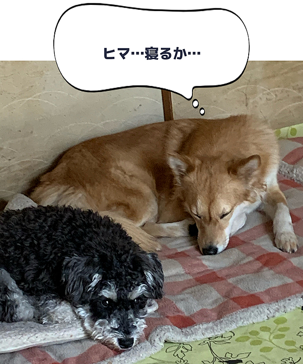 雪、まだ降ってますね〜☃️
外行かれないから、寝るララ🐶
サンは❓