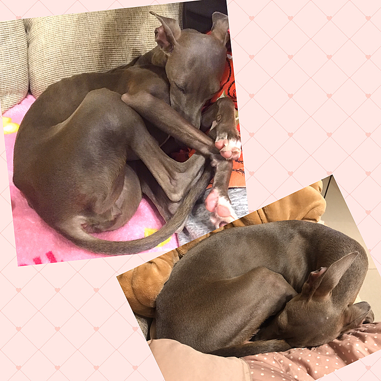 目が合うと”お座り”か”伏せ”をしてしまうので、立っている写真がなくて😅
寝姿はクッキー型そのままです😴