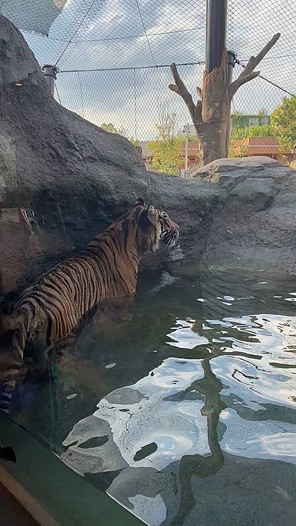 職場の人から今から動物園行こうと思うんだけど、、、と連絡があったので急遽同行しました🐘🐯🐻‍❄️

お目当ては今年誕生したツシマヤマネコのしたるちゃん、種の保全に向け若いうちに新しい刺激・環境に置くことが、今後飼育下での繁殖に寄与すると考えられ1ヶ月だけの期間限定で公開されました✨
　
そして水遊びしてるのリアルタイガーくんだー🐯