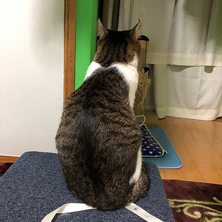 もぉ〜知らん‼️ほっといて‼️
