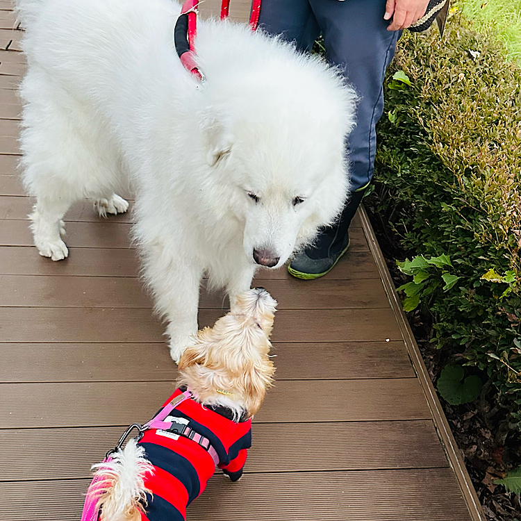 看板犬のジーナちゃんとしぃたけ❤️