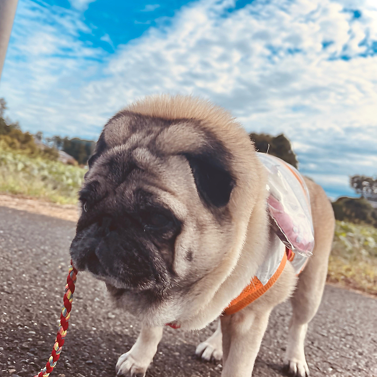 雨上がり、秋の空でした🍂