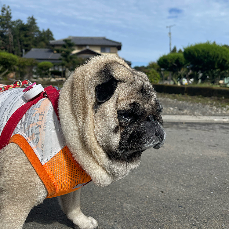 ししまる地方、平和な日常です🐽