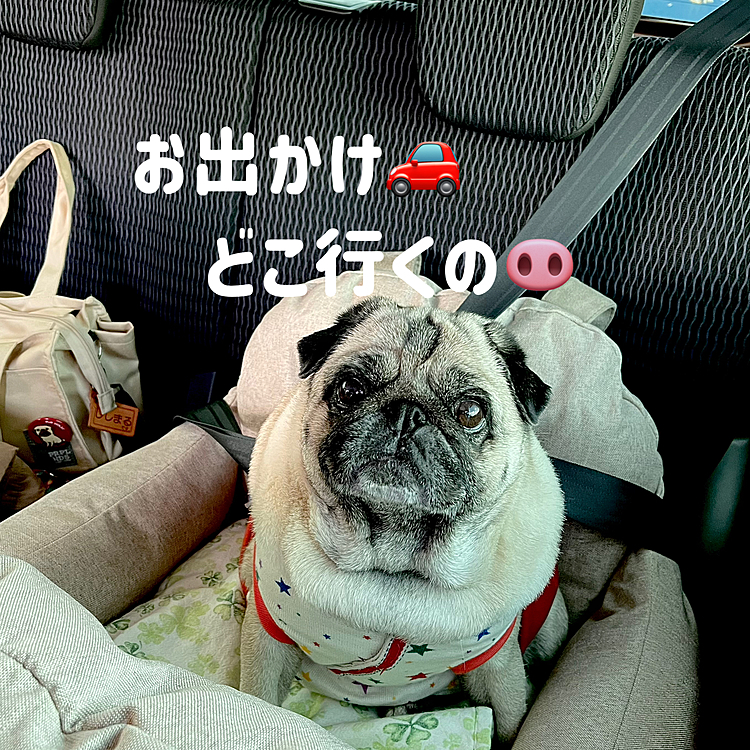 今日はししママ号の1か月点検でディーラーに行ってきました🚗