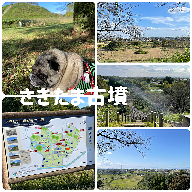 お天気が良かったので、帰りはちょっと遠回りして『さきたま古墳公園』でお散歩🐾
ママさんだけは元気に大きな古墳の頂上まで登ってまし💦