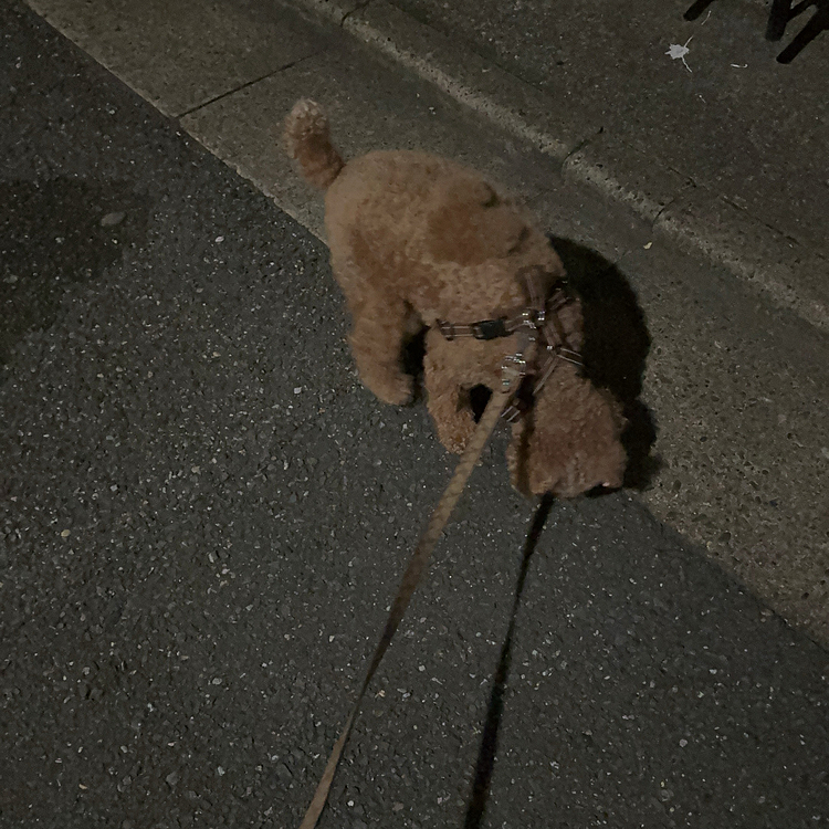 夜の散歩。
タイガーくんママ、ライちゃんはこのくらい暗い夜道のお散歩が多いよ。
バス通りを避けるとこのくらい暗いです。
熱心にクン活します。