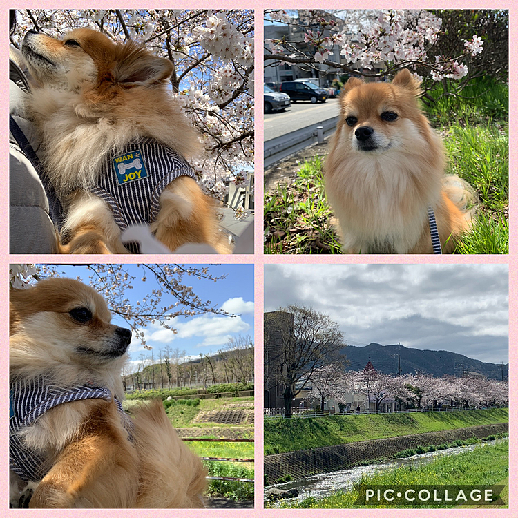 雨が止んだので、近くの河川敷へ桜を見に散歩🌸綺麗でした✨