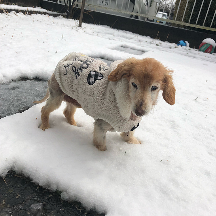 すこーし雪が積もったので、ビンクスもちょっとだけ外に出してみました‼️
寒いのが苦手なビンクス 。このままの格好で硬直して2分ほど動かず🐕