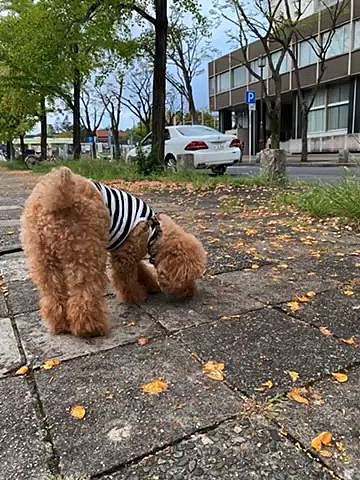 街路樹の銀杏の悪臭に悶えつつ動画取っていたら急にケンケンし始めたので慌てて足を確認するとスッポリハマってた😂

ふるさと納税のシャインマスカット🍇
炭酸に漬けると美味しいとSNSで見たので試したらシュワシュワで美味しかった✨
炭酸繋がりで、、、凛ちゃんママに送って頂いたキットで作ったクラフトジンジャーエールは本格的で飲んだら身体がポカポカして美味しかったです🥤
紅茶にも合うかなぁと入れてみたけどお薬感が強く出てしまいやはり炭酸割りが良い♪
