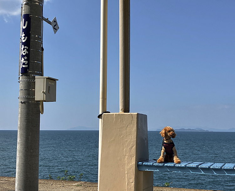 記念にマルだけベンチに座らせてパシャリ📷
(すぐ後ろは線路なんで見えないようにリードしてます。)










