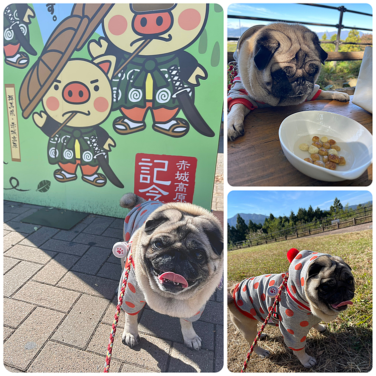 行きの途中、赤城高原SAでお散歩＆ランチ🐽