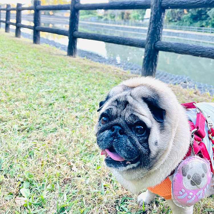 池の周りを30分、のんびりお散歩🐾