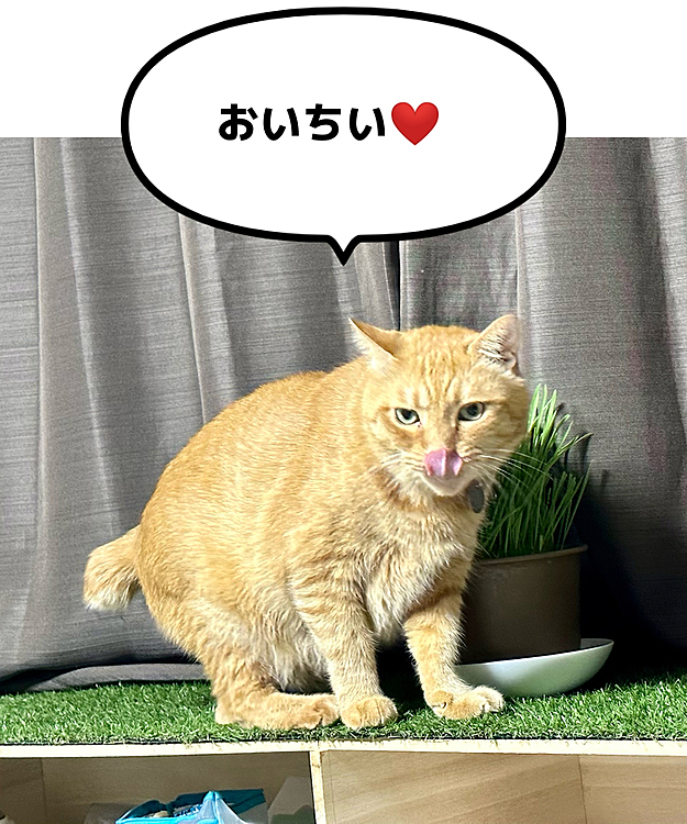 そうそう、食物繊維も大事だよ、まーちゃん😊