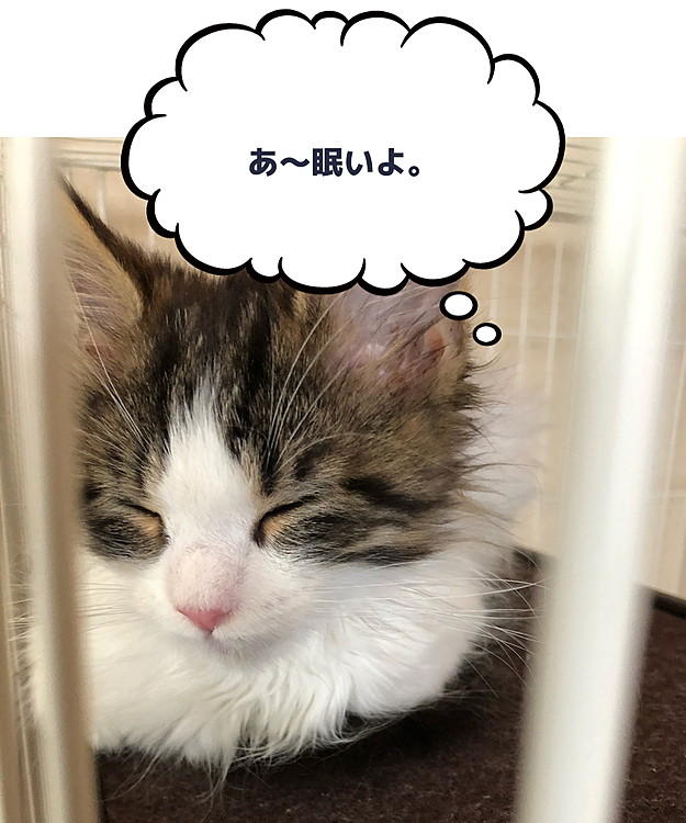 Chocoの投稿