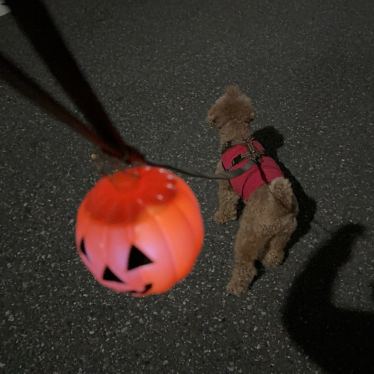 チョコなどが入っていただろうかぼちゃの器。
ちょうどカチッとフタが閉まるので散歩用のライトを入れてランタンに。