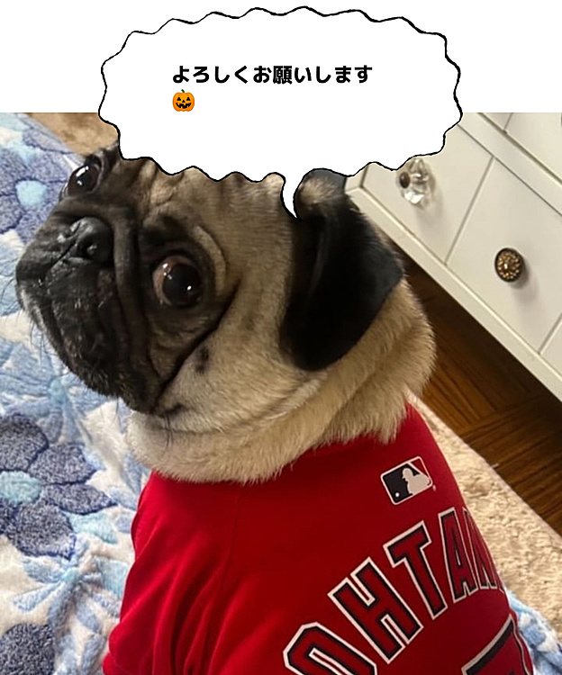 戻ってきました♪
Milesです！🐶
パグの3歳オスです(^^)
よろしくお願いします🥺

気分はオオタニさん？？？