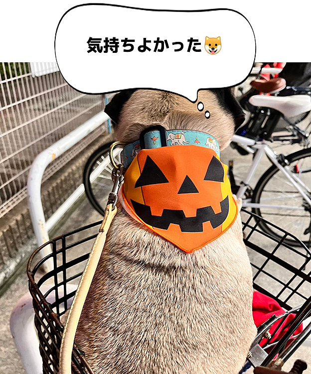 トリミング行きました！
happyHalloween🎃