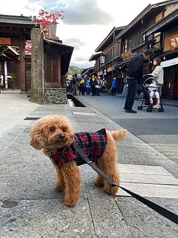 義兄は腰痛が酷いのでゆっくりペースでの観光でしたが、高山では2🐶🐶と車で待っているからと私達だけでラーメン食べに行きました🍜
たまたま29日だったので肉の日特別メニュー『肉球ラーメン』食べました🐾
可愛いくて美味しかったです😋