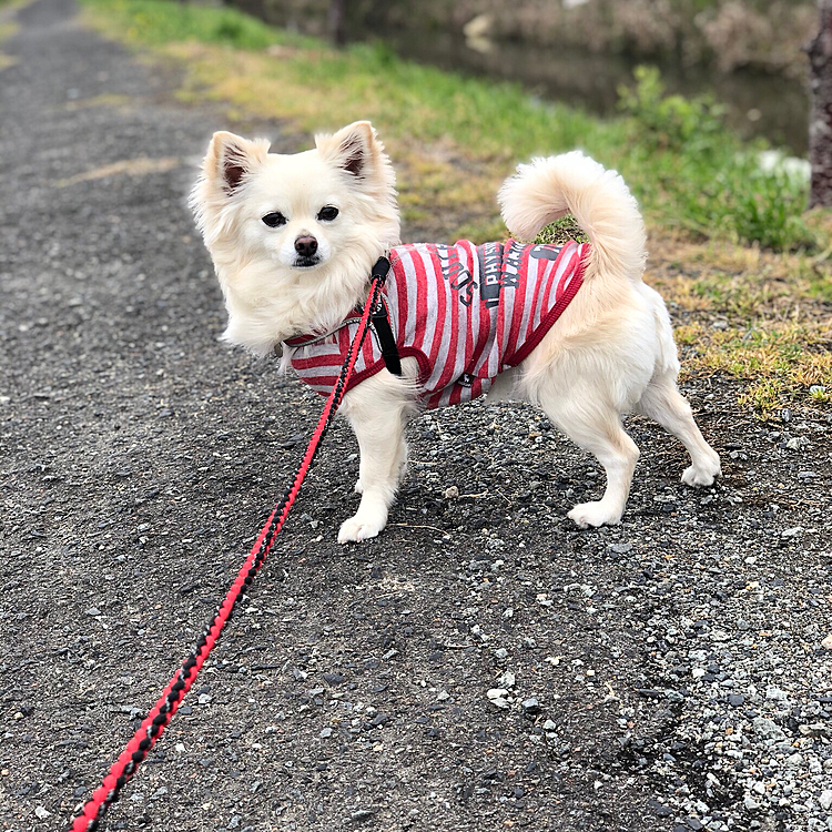雨上がったからお散歩に行ってきたよ🐾👣