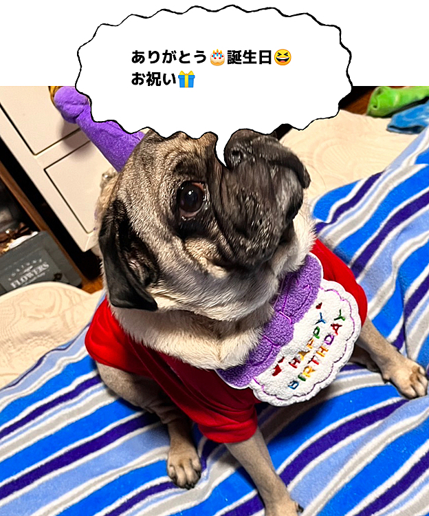 Milesくん3歳のお誕生日🎂の時の写真です＾＾