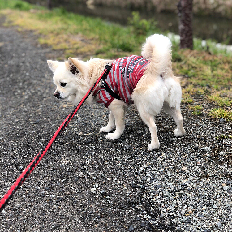 オチリ撮らんといてッ🐶