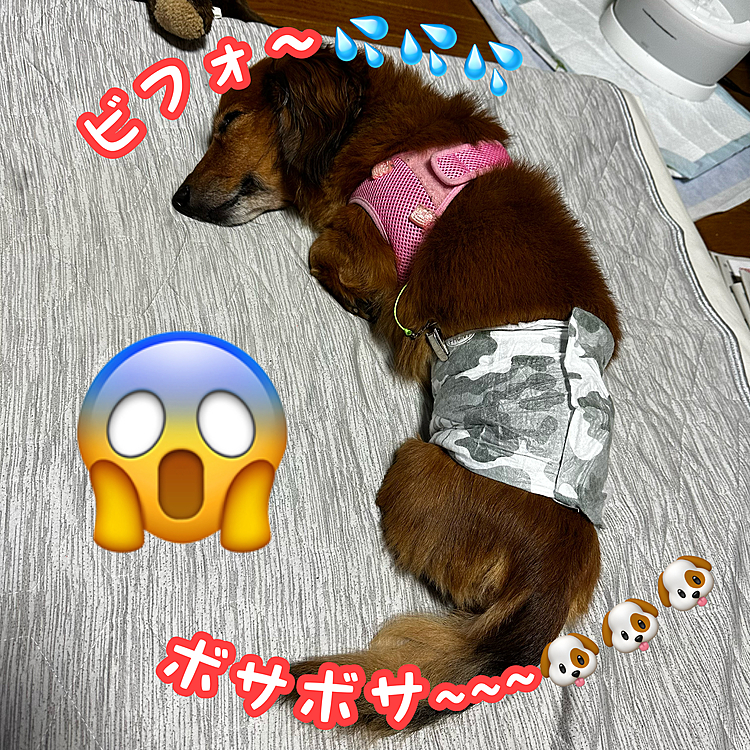 今朝までのココﾁｬﾝ🐶比較の為に以前の写真を使ってますが…やっぱりボサボサ~~~💦💦💦