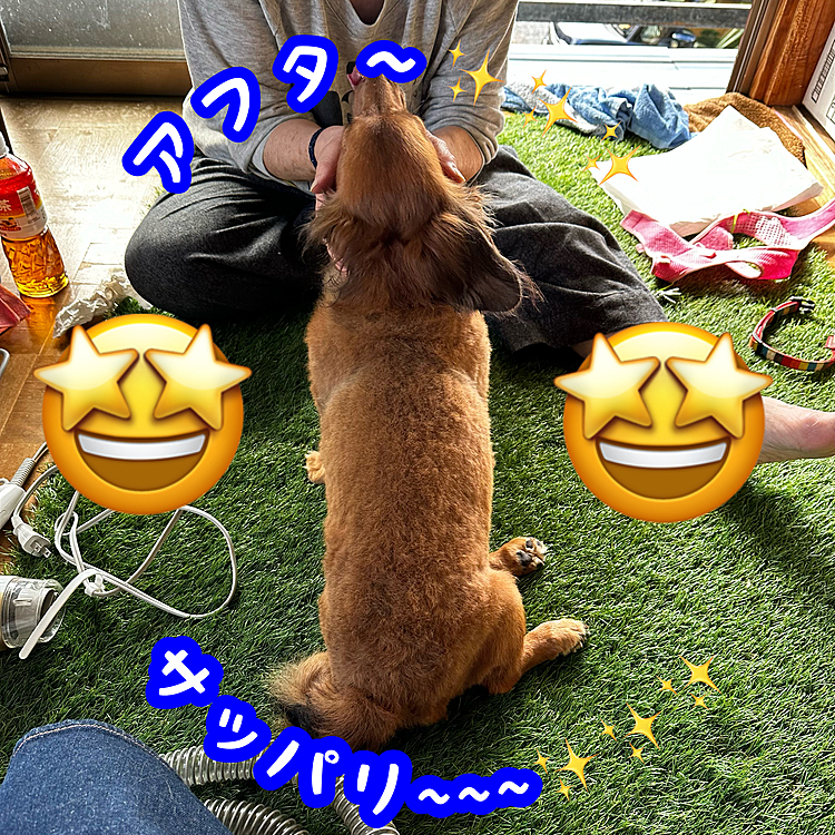 本格的に使うのは初めてだったのですが…いやぁ～サッパリ~~~🤩🤩🤩
ココﾁｬﾝ🐶もグルーミングキットから出る掃除機みたいな音にも怯まないで大人しく刈らせてくれたのでキレイに仕上がりました😂😂😂
初めてにしてはかなり上手くいったのではないかと👍👍👍
こんなに上手くいくならもっと夏場にサッパリさせてあげればよかったね~~~💦💦💦