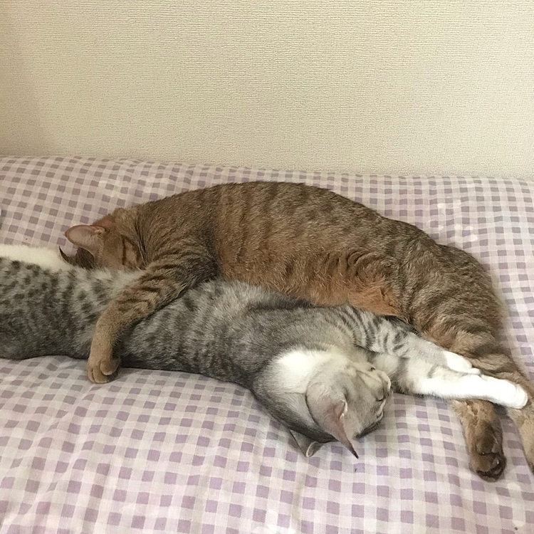 すごい寝方（笑）