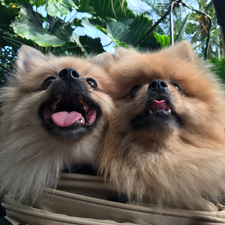 お久しぶりです💕
秋のお休みは何処か行きましたか？
僕たちは植物園に行って来たよ！
温室の方が涼しくてビックリ‼️