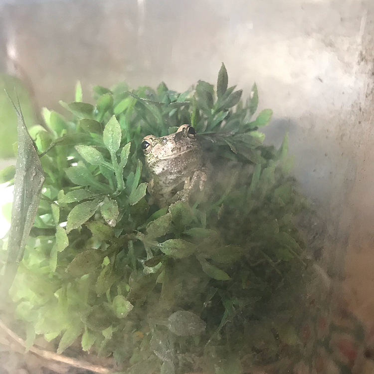 おウチのぴょんちゃん🐸も最近は暖を求めて🌳の中です。